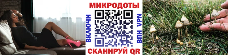 Галлюциногенные грибы Psilocybe  Красный Холм 